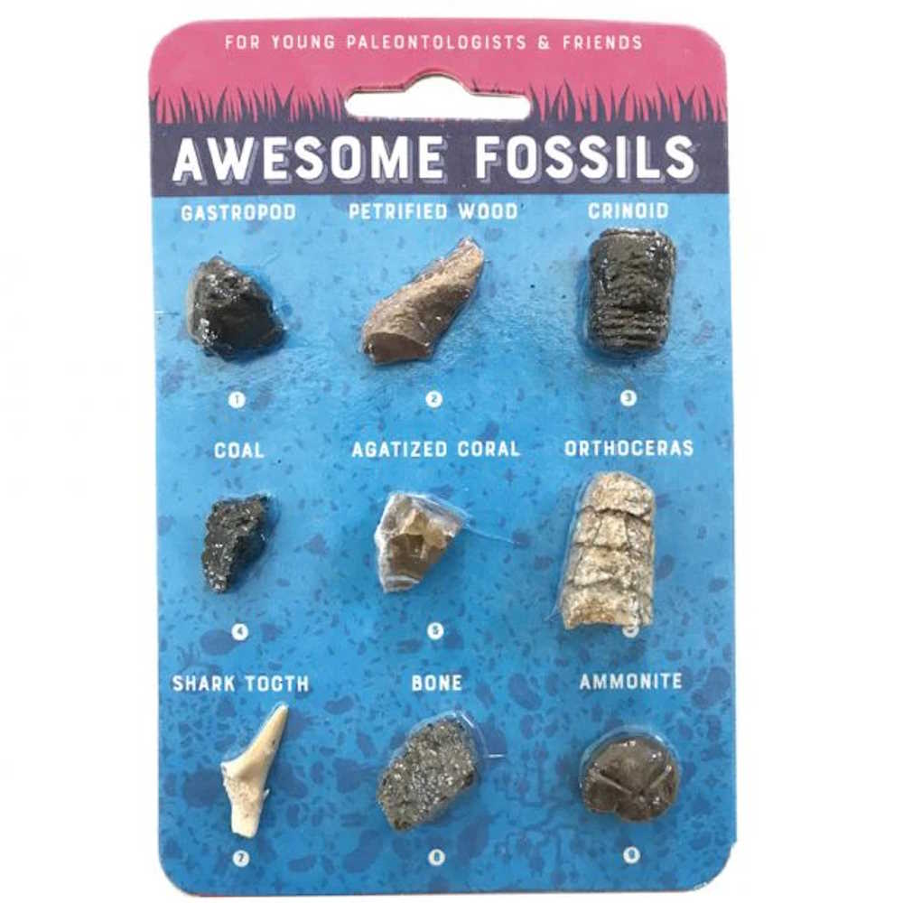 Fossil Collection